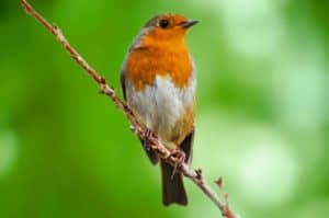 NO Yarn Scraps for Birds! https://www.goodknitkisses.com/psa-dangerous-yarn-scraps-for-birds/ #goodknitkisses #songbird #birdhouse #birdfeeder