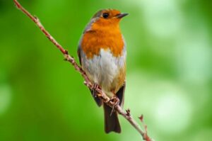 NO Yarn Scraps for Birds! https://www.goodknitkisses.com/psa-dangerous-yarn-scraps-for-birds/ #goodknitkisses #songbird #birdhouse #birdfeeder