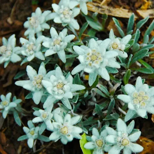 edelweiss flowers