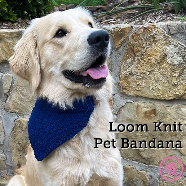 Ranger LOVES His New Loom Knit Pet Bandana!