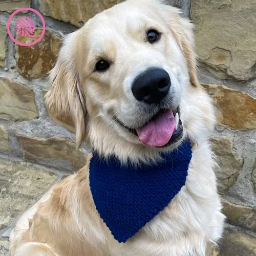 loom knit pet bandana modeled by Ranger the Golden Retriever