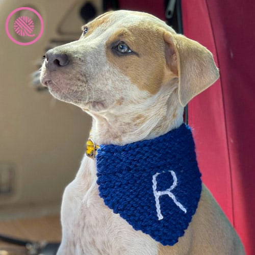 needle knit pet bandana modeled by Rudy