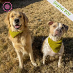 PDF: Crochet Pet Bandana