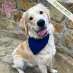 PDF: Loom Knit Pet Bandana